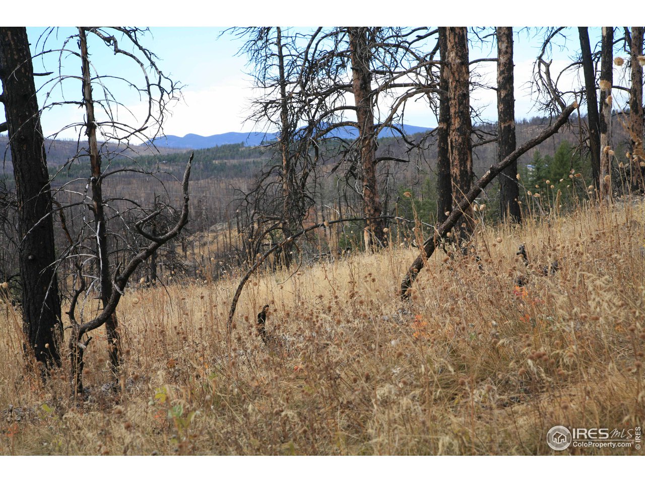 Davis Ranch Road Bellvue, CO 80512 - Photo 11 of 35 Gallery Image 11