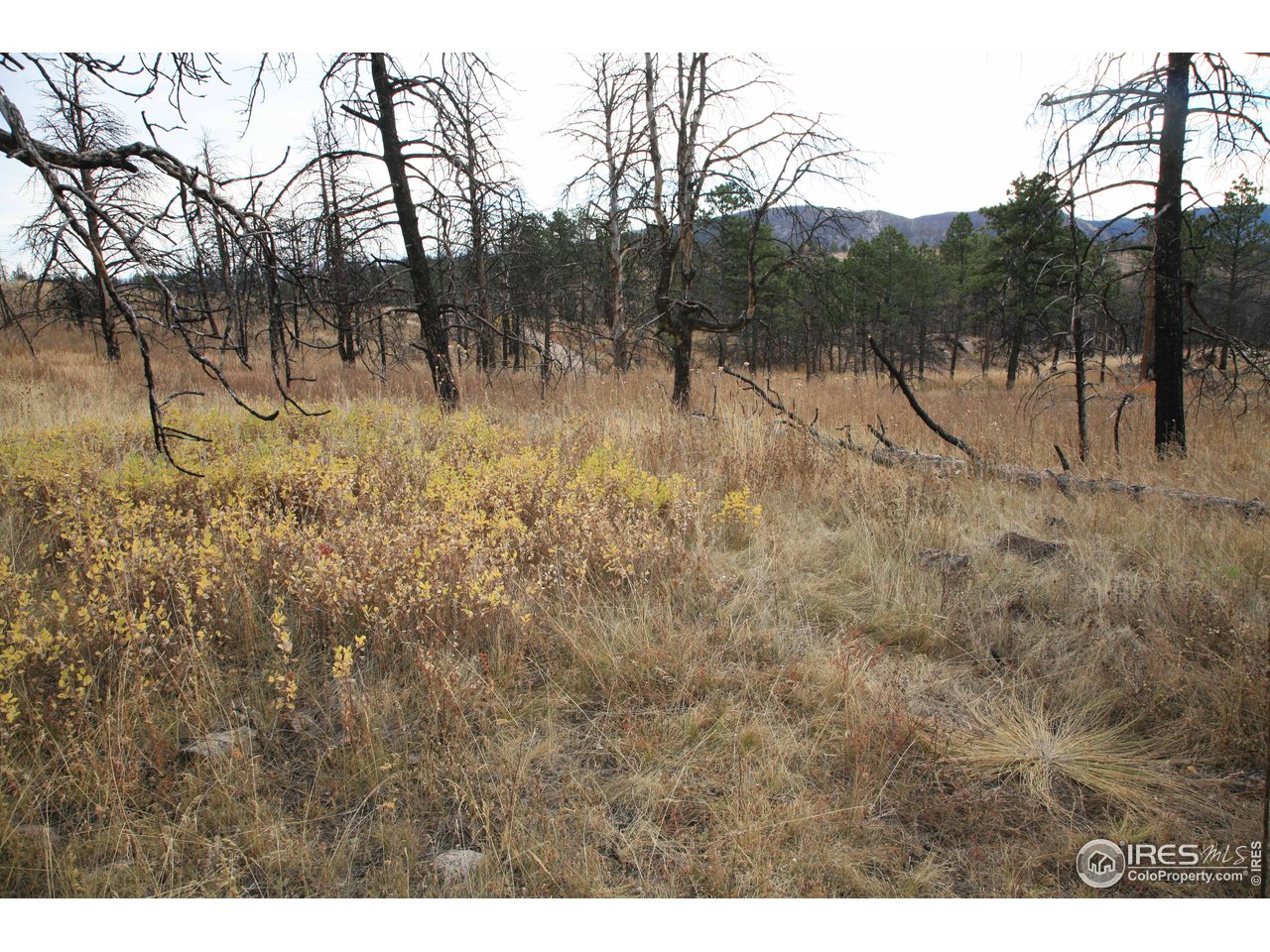 Davis Ranch Road Bellvue, CO 80512 - Photo 20 of 35 Gallery Image 20