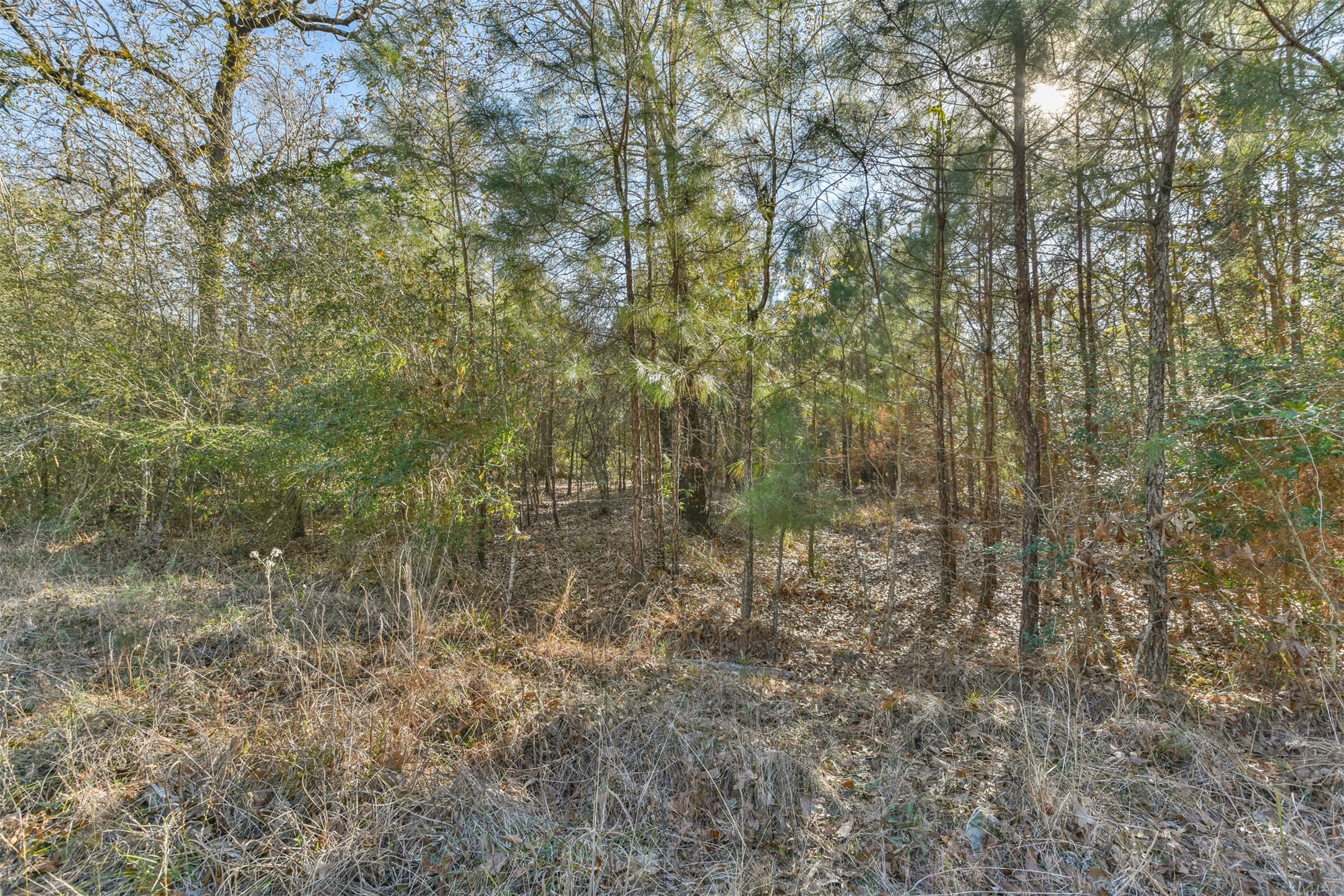 0 Baneberry Road Magnolia, TX 77355 - Photo 8 of 13 a view of a yard with a tree