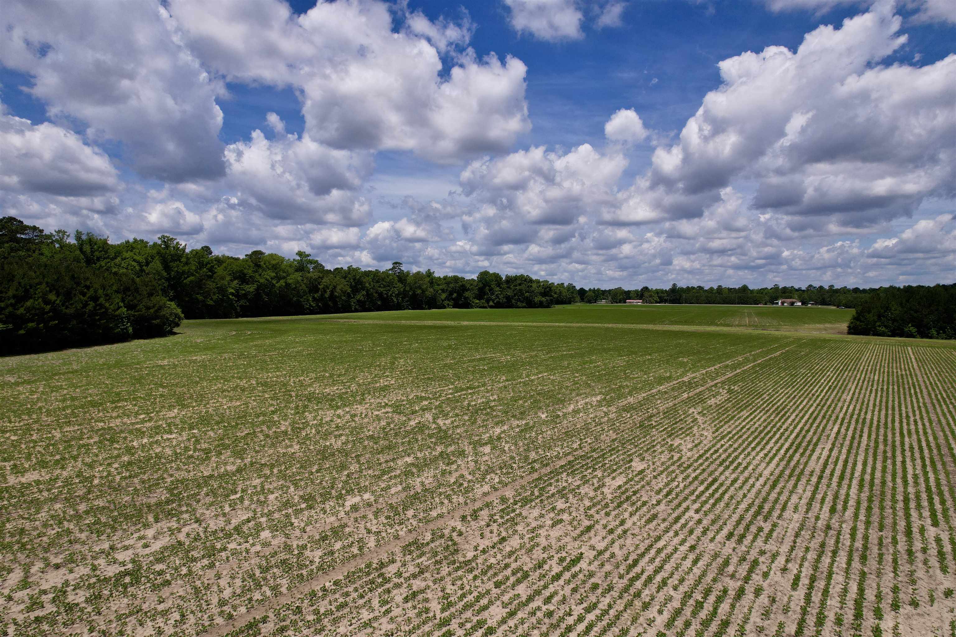 83.03-acres - Birch Creek Road Andrews, SC 29510 - Photo 12 of 25