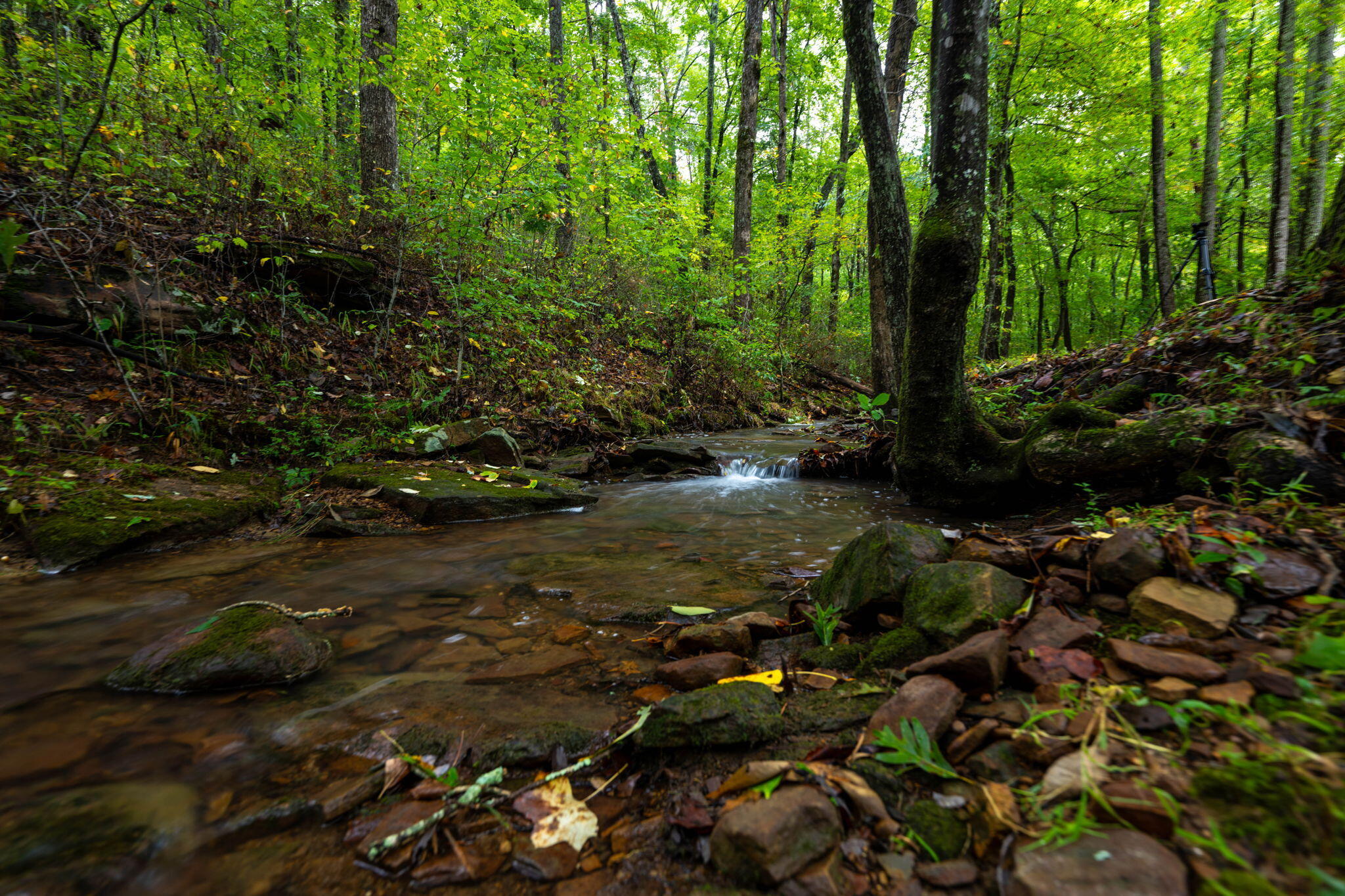 1825 Lewis Mine Road Signal Mountain, TN 37377 - Photo 8 of 36 33-web-or-mls-DSC_0781-14