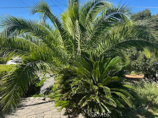 a view of a plant in a garden