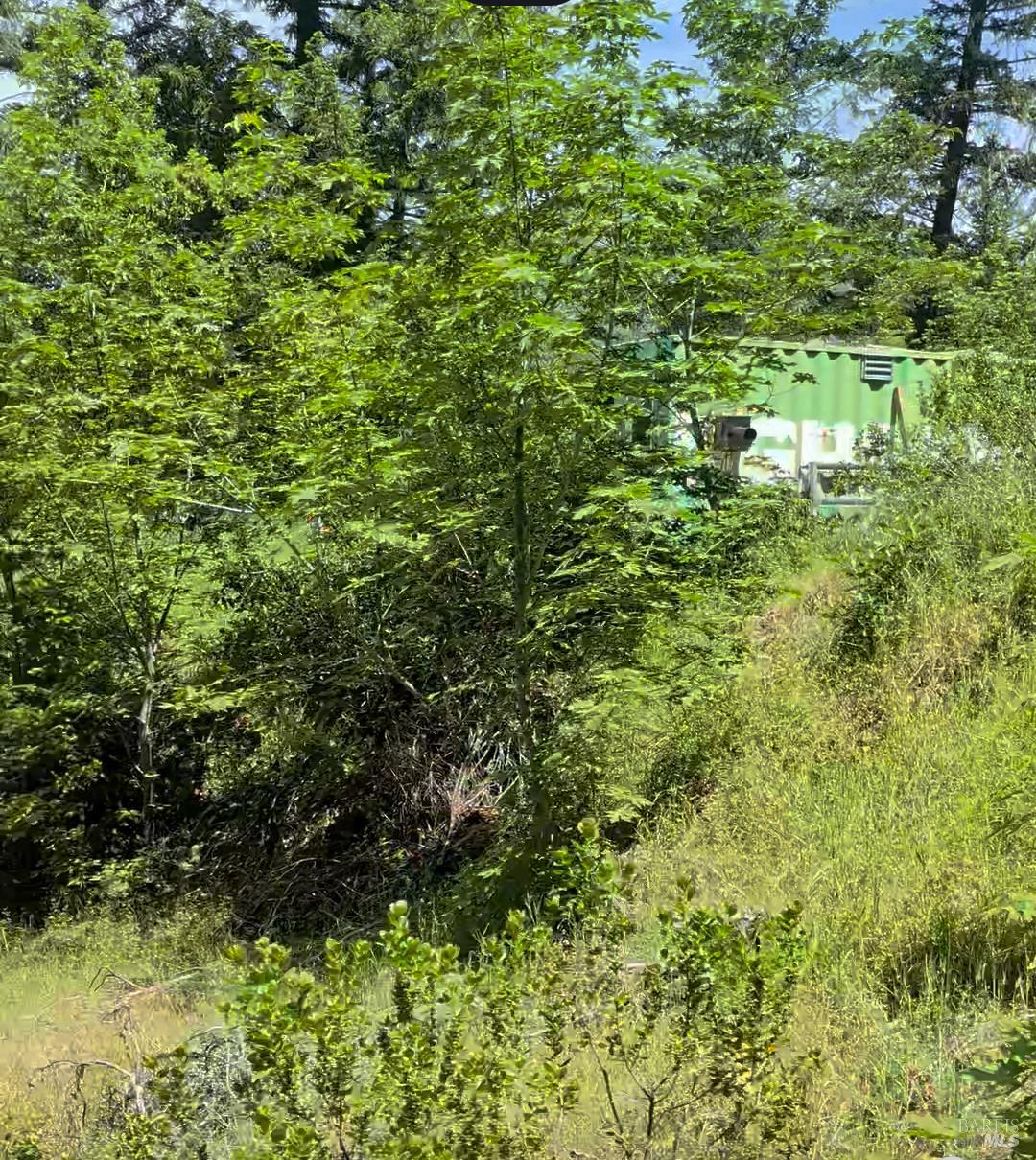 7020 Dos Rios Road Dos Rios, CA 95429 - Photo 31 of 37 a view of a lush green forest with large trees
