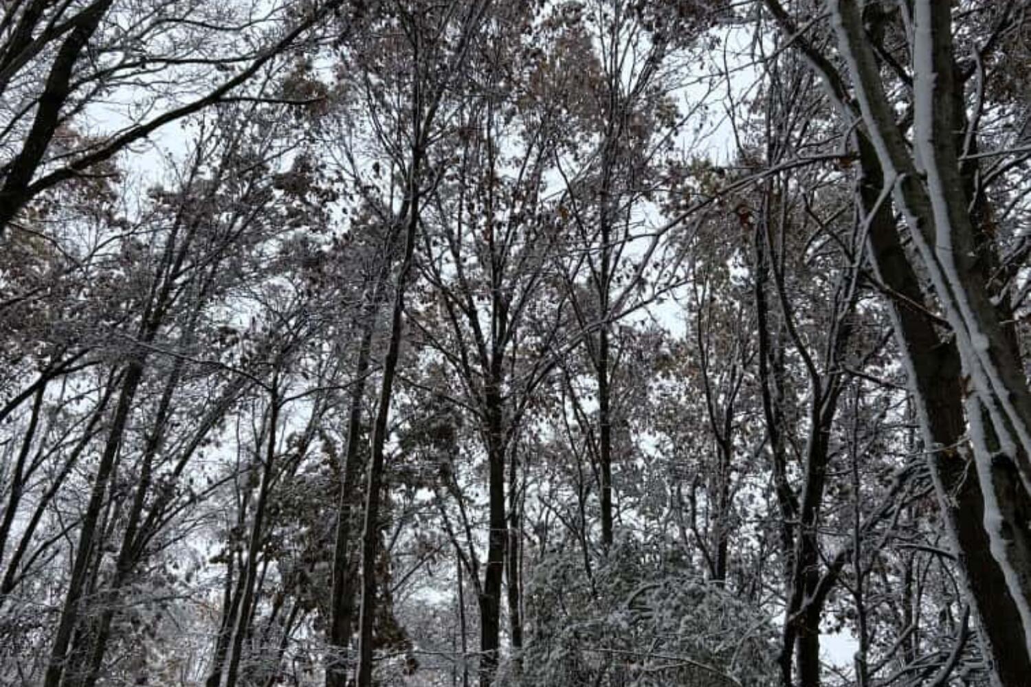 West Mosherville Road Litchfield, MI 49252 - Photo 17 of 17 Untitled design (31)