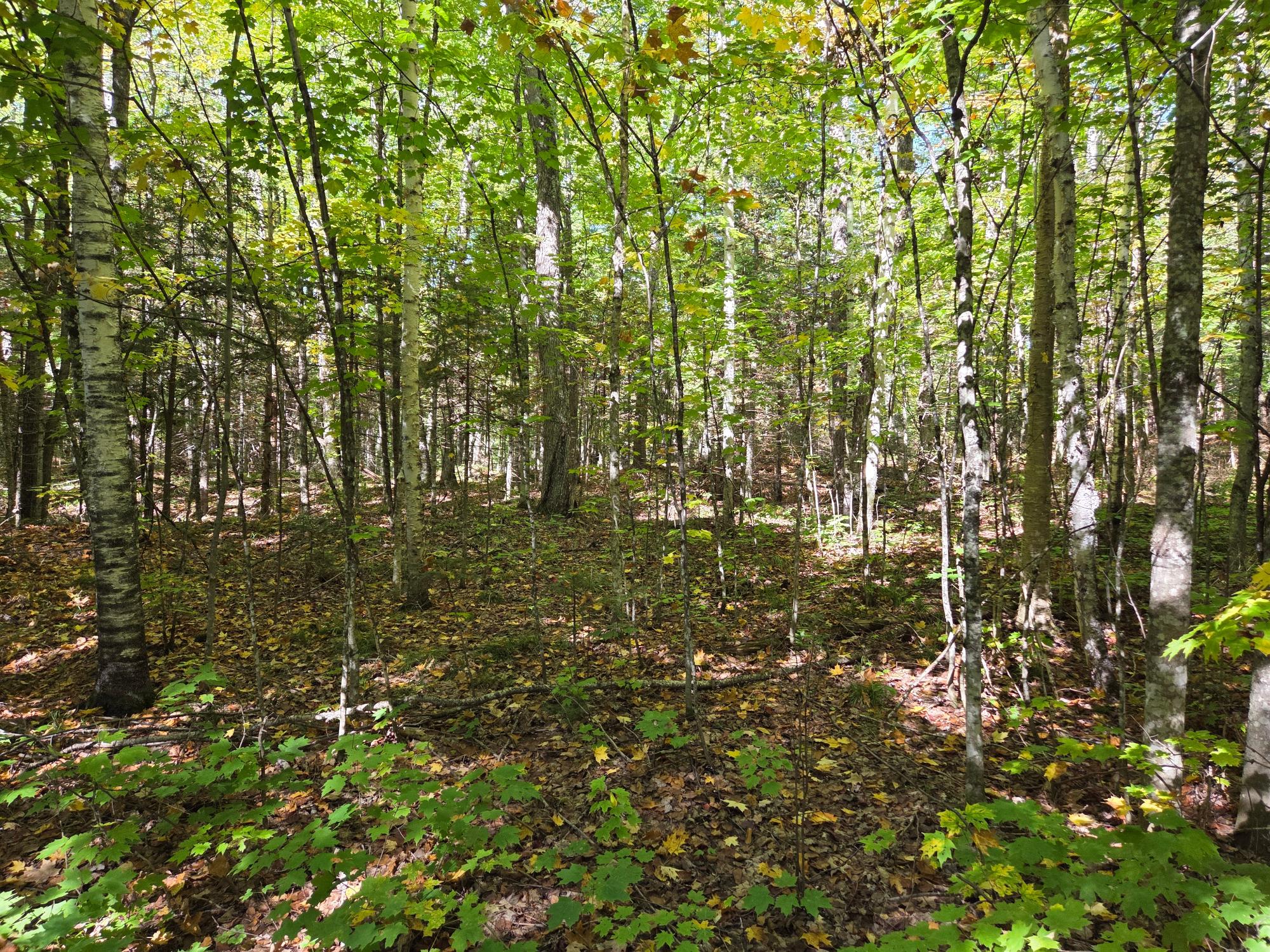 On Moonshine Valley Road, Unit 1 65 AC Presque Isle, WI 54557 - Photo 4 of 6 Gallery Image 4