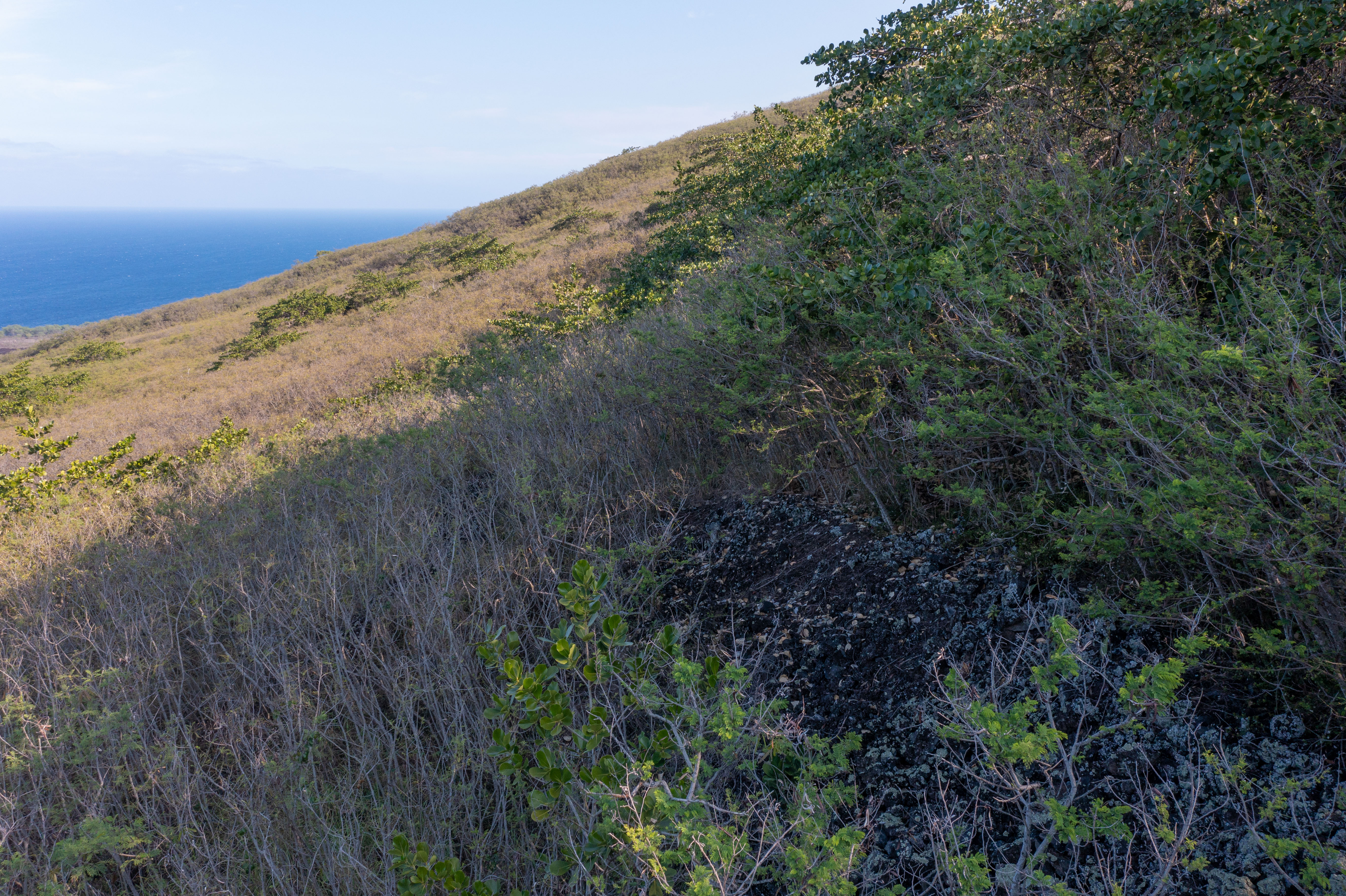 188 Guava Road Captain Cook, HI 96704 - Photo 16 of 28