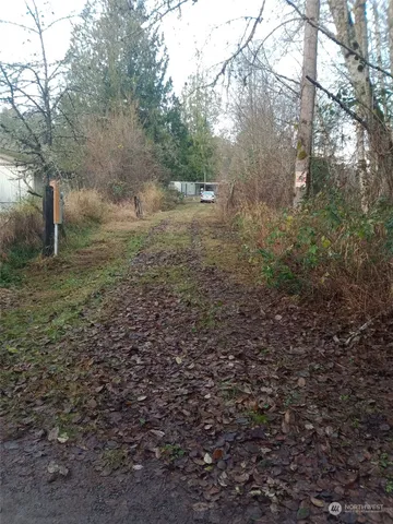 a view of a forest with trees in the background