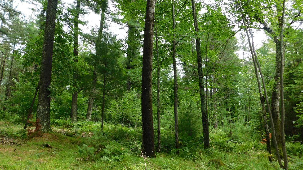 Lot #1 Sunny Point Road Rhinelander, WI 54501 - Photo 2 of 8 Gallery Image 2