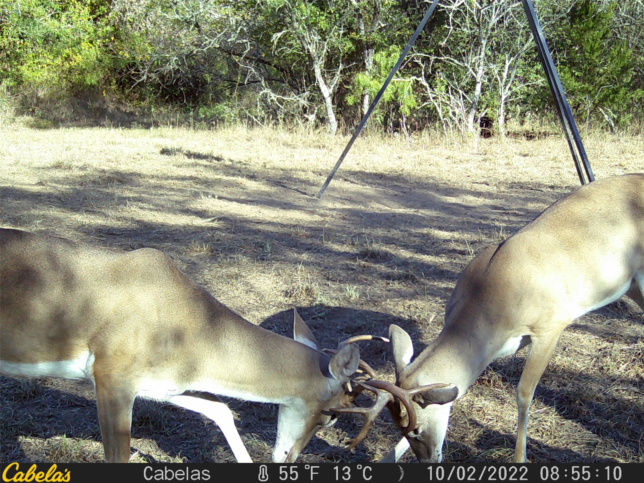 6289 Maynard Hallmark Road Flatonia, TX 78941 - Photo 16 of 19