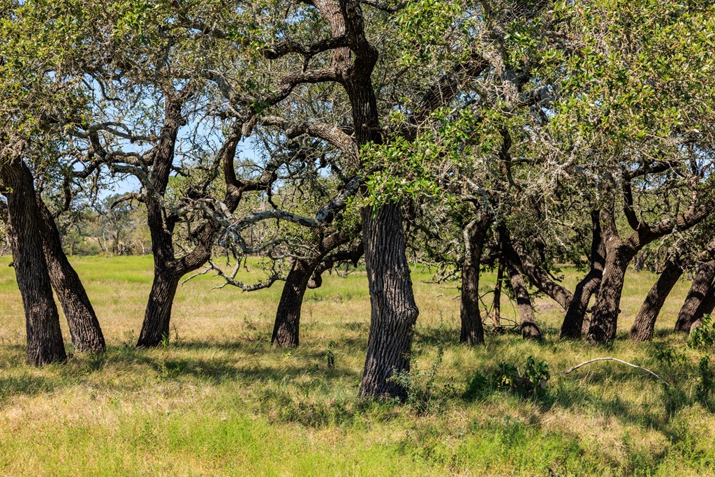2250 Otte Road Stonewall, TX 78671 - Photo 23 of 35 a view of backyard with tree