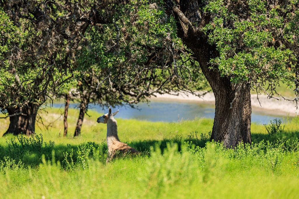 2250 Otte Road Stonewall, TX 78671 - Photo 25 of 35 a view of a garden