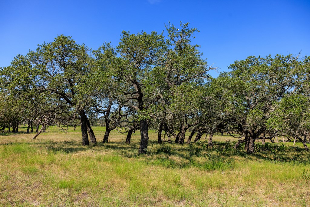 2250 Otte Road Stonewall, TX 78671 - Photo 28 of 35 a view of yard with trees