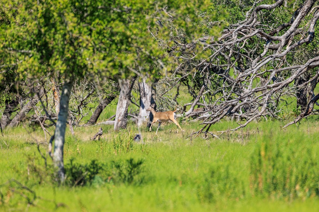 2250 Otte Road Stonewall, TX 78671 - Photo 29 of 35 a backyard of a house with lots of green space