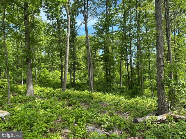 a forest view with lots of trees