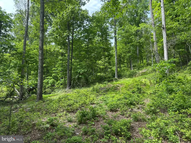 a view of a lush green forest