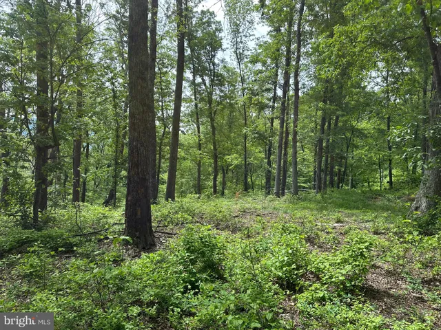 a view of a lush green forest