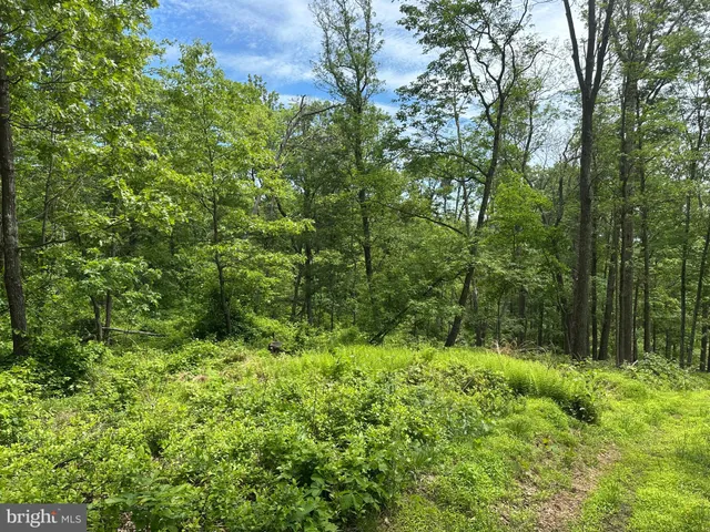 a view of a lush green forest with large trees