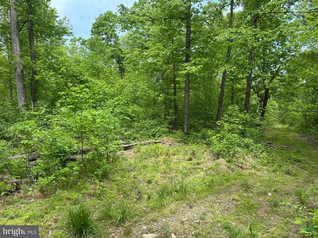 a view of a lush green forest