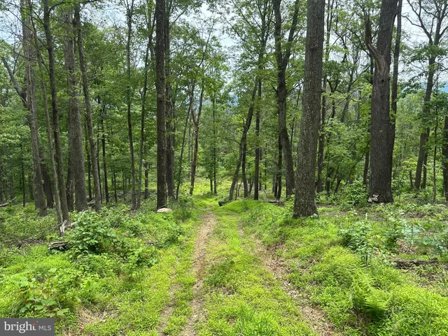 a view of lush green forest