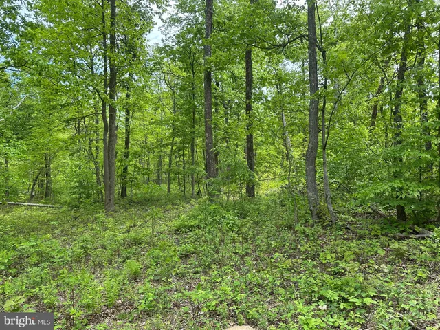 a view of a lush green forest