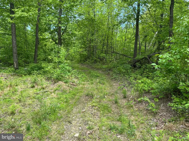 a view of a lush green forest