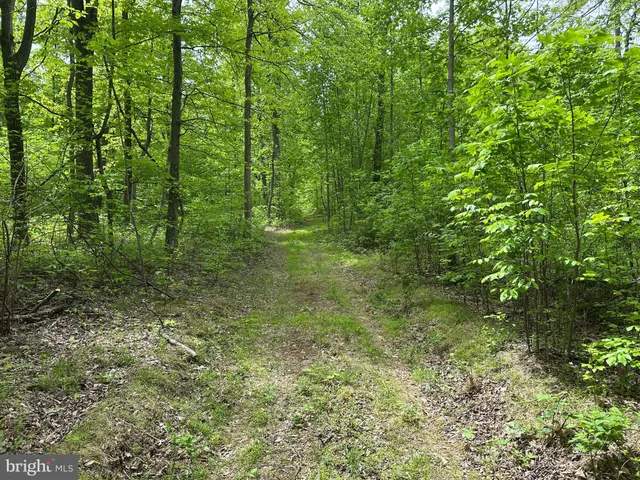 a view of a lush green forest