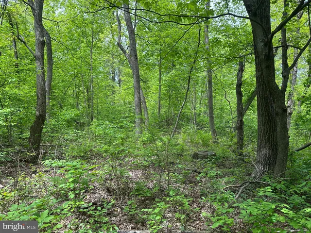 a view of a lush green forest