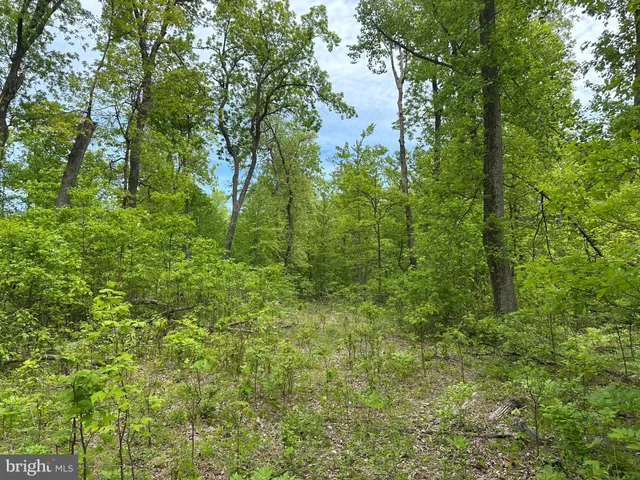 a view of a lush green forest