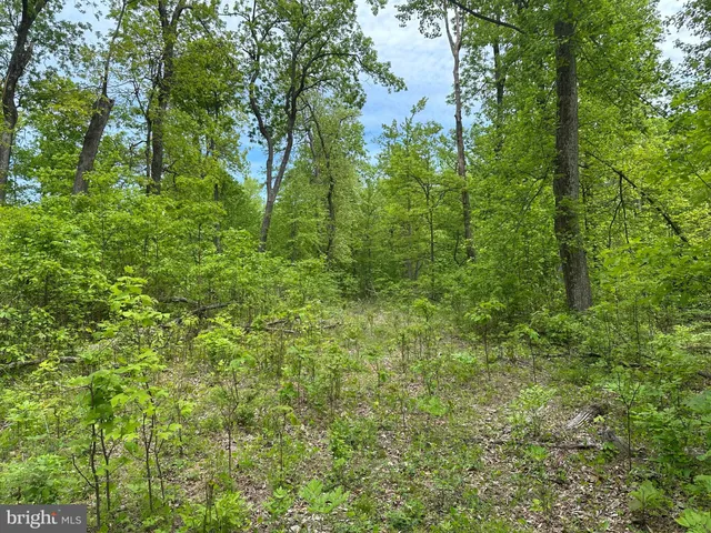 a view of a lush green forest