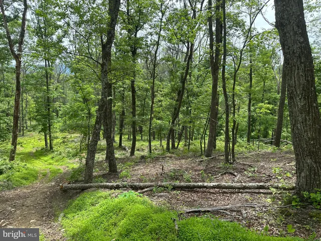 a big yard with lots of green space and trees