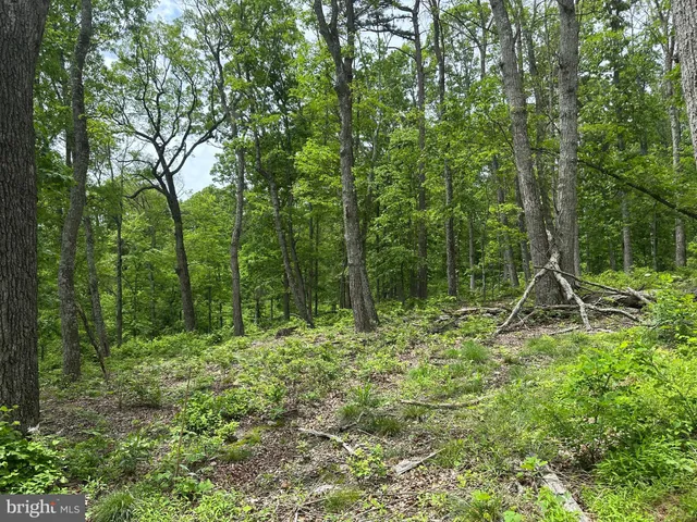 a view of a forest with a tree