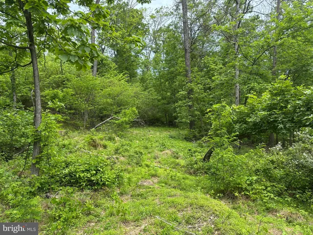 a view of a lush green forest