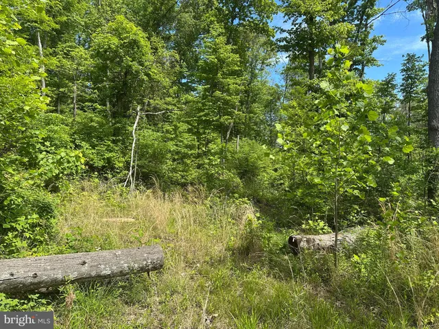 a view of a yard with plants