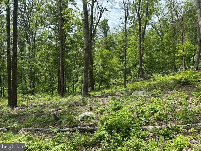 a view of outdoor space and green space
