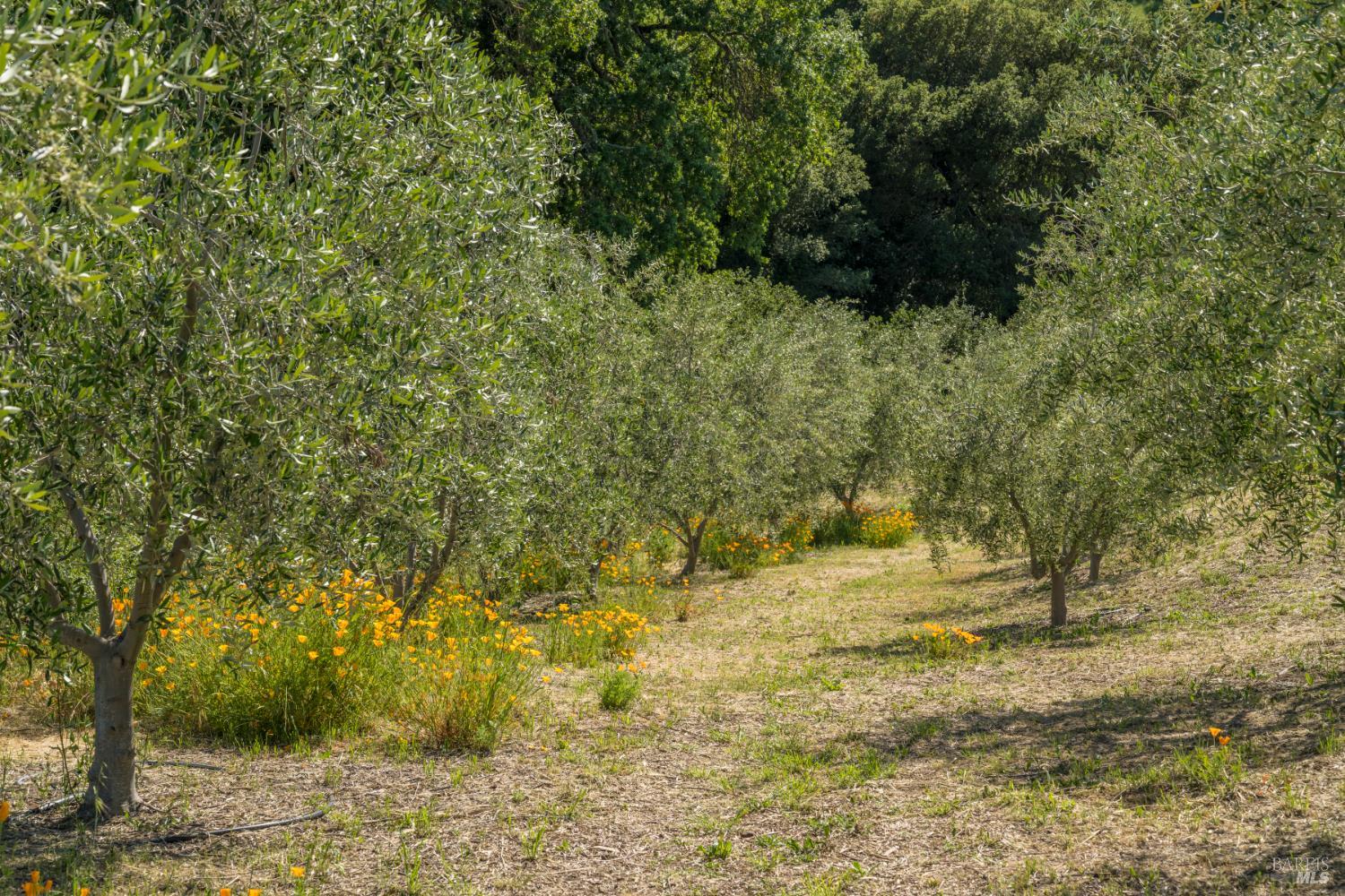 3075 Dry Creek Road Napa, CA 94558 - Photo 42 of 46