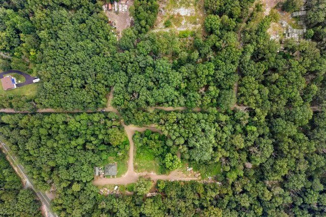 a close up of a plant in a garden