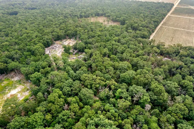 a view of a lush green forest with lots of trees