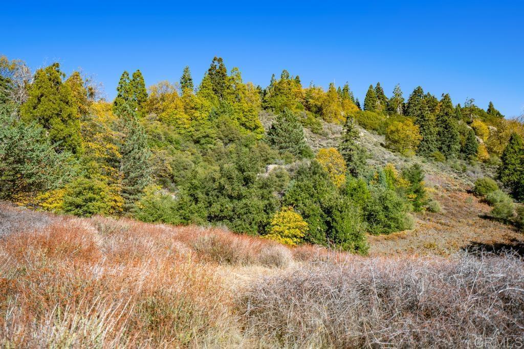 0 State Park Road Palomar Mountain, CA 92060 - Photo 13 of 33 a view of a yard with a tree