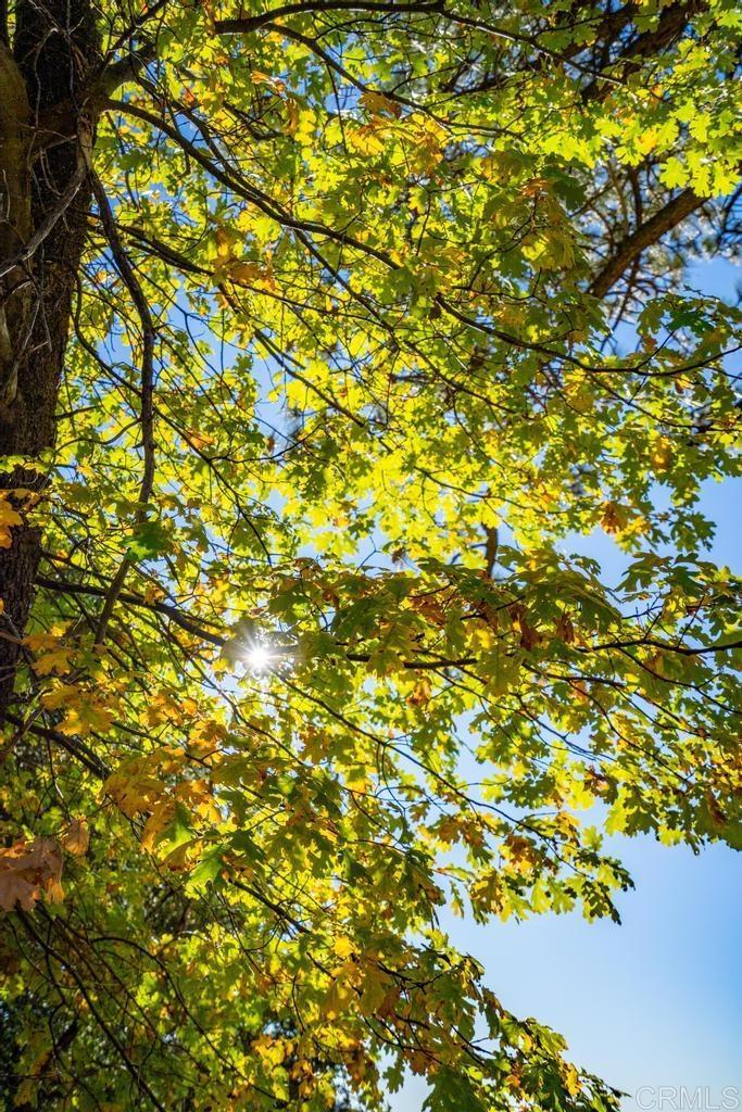 0 State Park Road Palomar Mountain, CA 92060 - Photo 17 of 33 a view of a tree