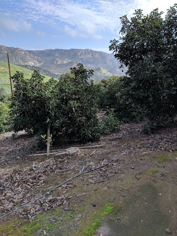 2840 Mountain View Drive Escondido, CA 92027 - Photo 5 of 7 Another interior view showing stumped trees in northern area of the property.