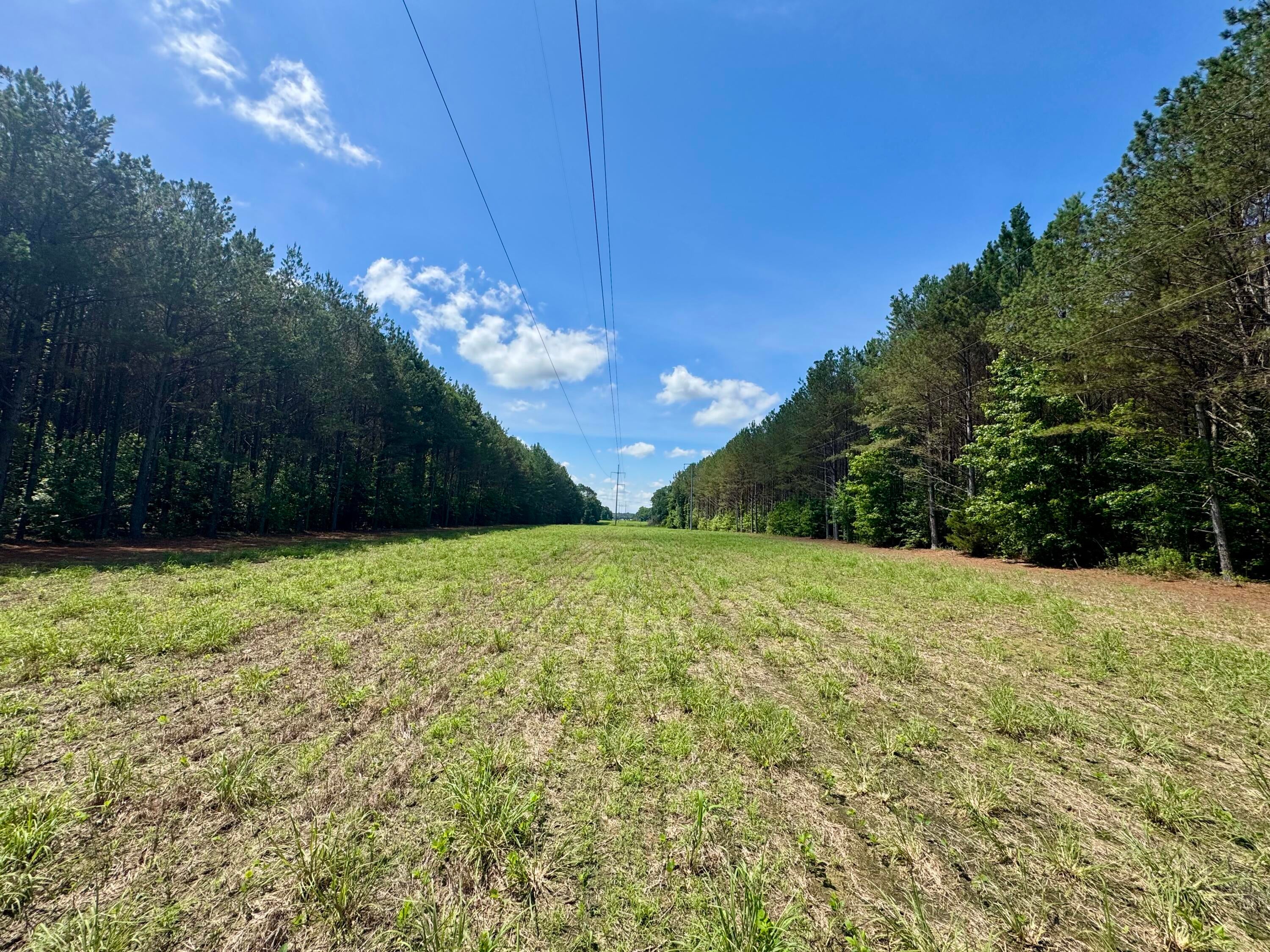 Sartain Road Dennis, MS 38838 - Photo 5 of 8 image00006