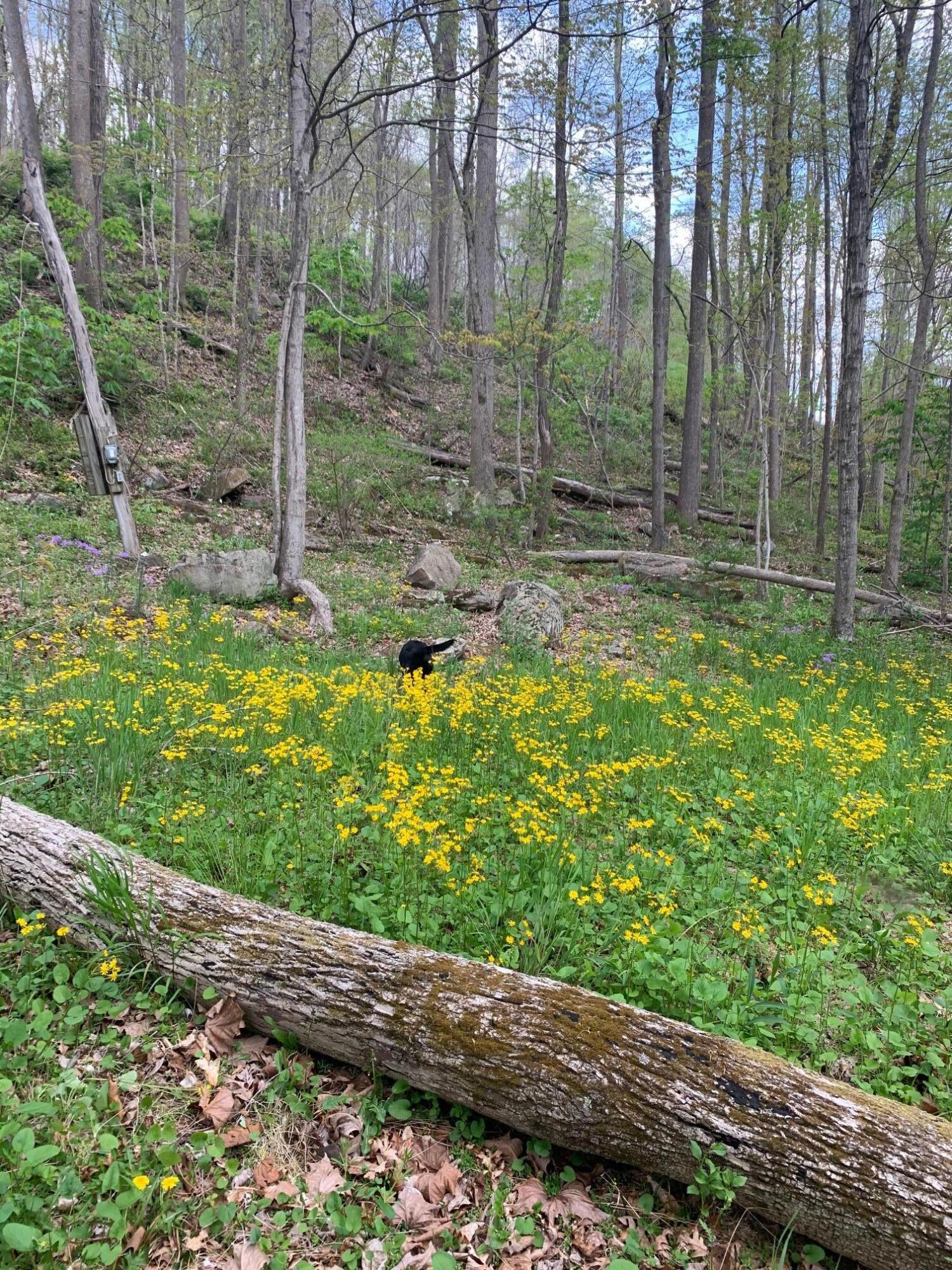 Lot 13 Fort Springs Road Sinks Grove, WV 24976 - Photo 17 of 21 Gallery Image 17
