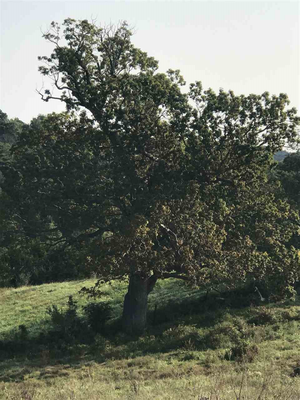 Tbd Otts Ml Road Raphine, VA 24472 - Photo 11 of 27 a view of a tree