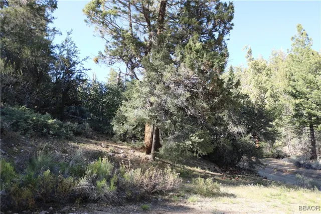 a view of a forest with trees