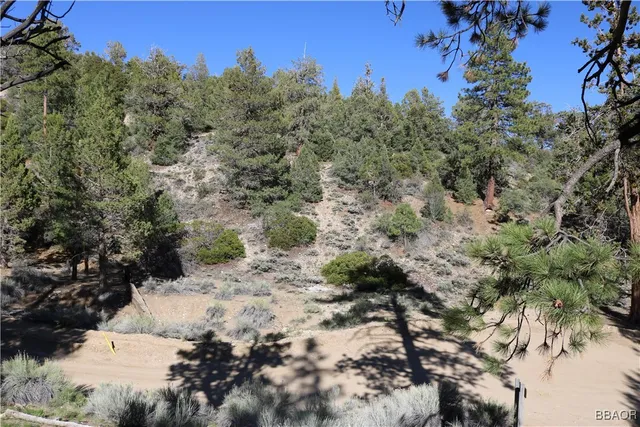 a view of a dry yard with lots of trees