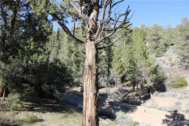 a view of a tree with a yard