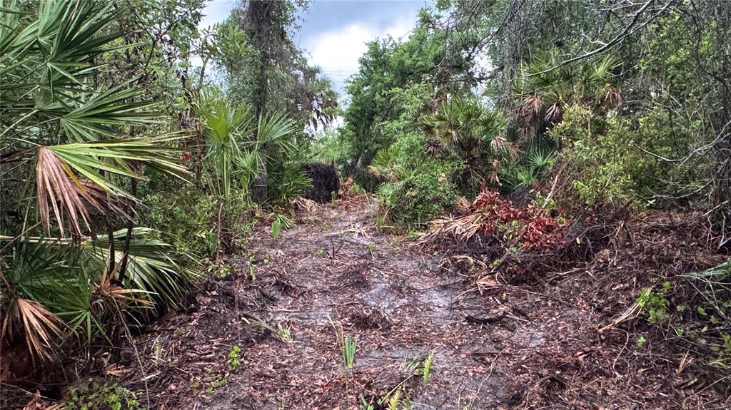 12817 Upper Manatee River Road Bradenton, FL 34212 - Photo 12 of 17 a view of plant in the yard
