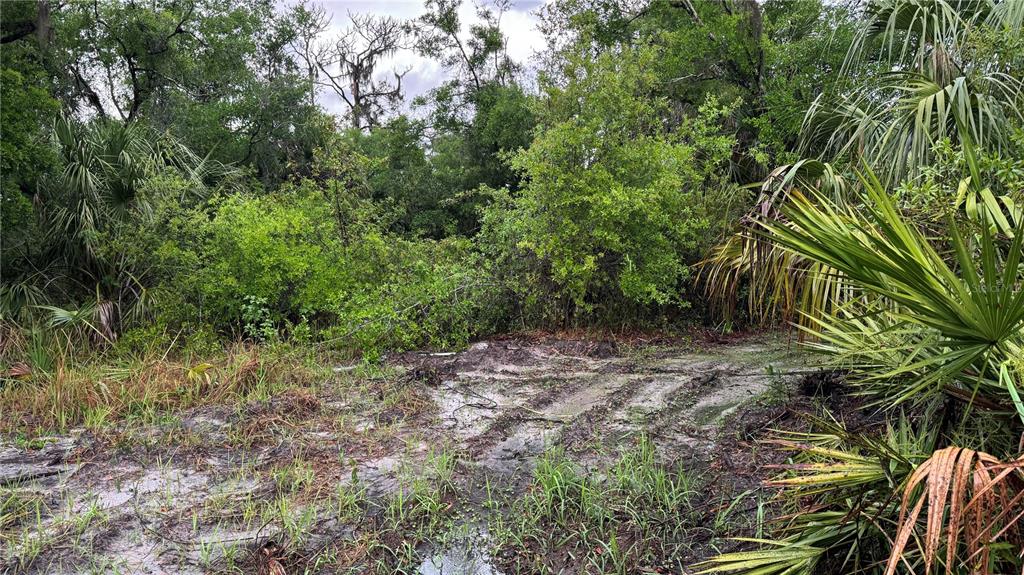 12817 Upper Manatee River Road Bradenton, FL 34212 - Photo 13 of 17 a view of a yard with plants and large trees