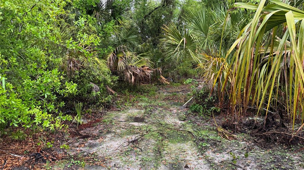 12817 Upper Manatee River Road Bradenton, FL 34212 - Photo 14 of 17 a view of a yard with plants and trees