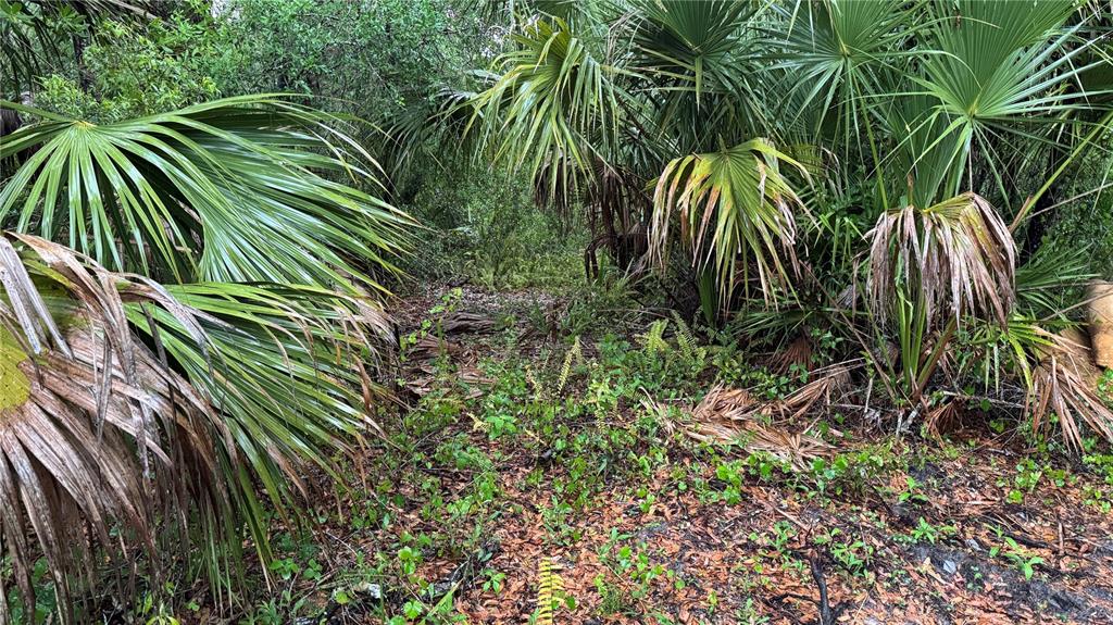 12817 Upper Manatee River Road Bradenton, FL 34212 - Photo 15 of 17 a close up of a plant in a garden